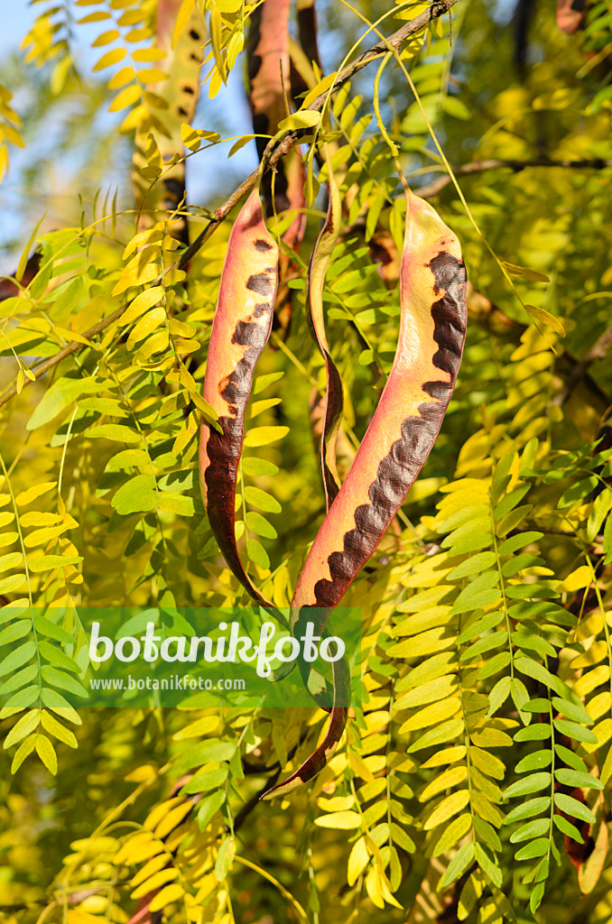 525340 - American honey locust (Gleditsia triacanthos)