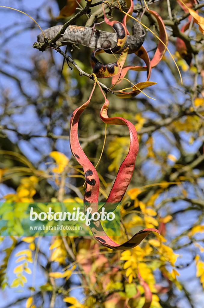 525422 - American honey locust (Gleditsia triacanthos)