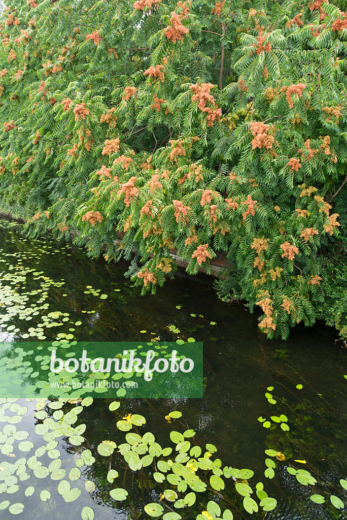 608104 - American honey locust (Gleditsia triacanthos)