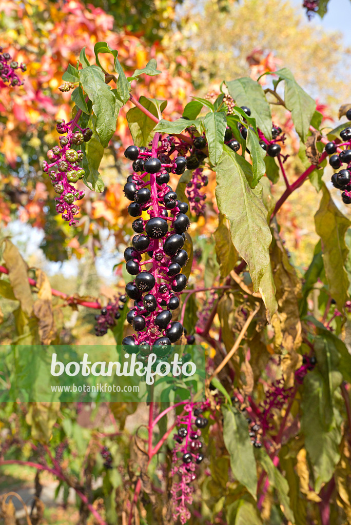 609053 - American pokeweed (Phytolacca americana)