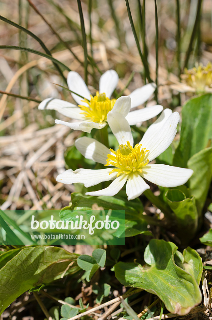 508376 - American swamp root (Anemopsis californica)