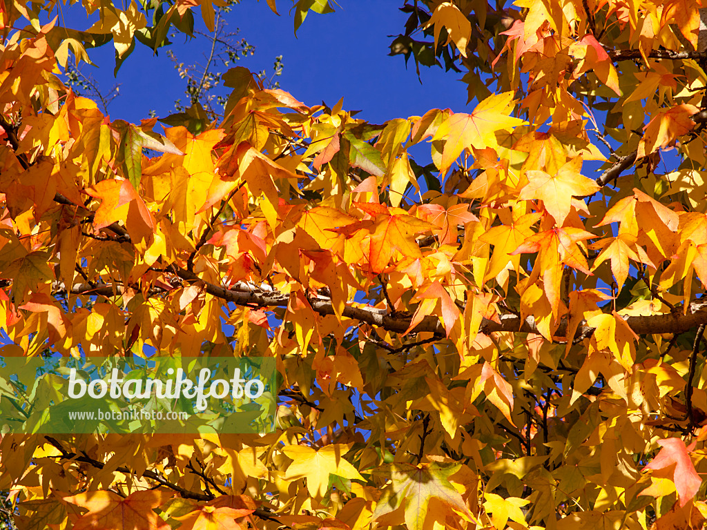 465289 - American sweetgum (Liquidambar styraciflua)