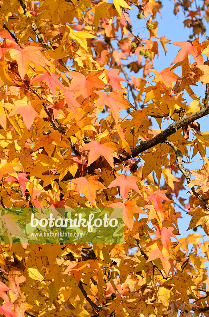 502021 - American sweetgum (Liquidambar styraciflua)