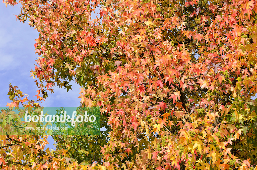 525423 - American sweetgum (Liquidambar styraciflua)