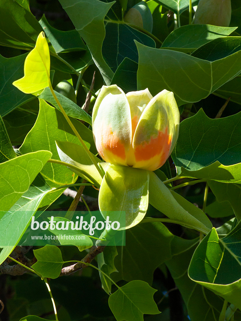 460135 - American tulip tree (Liriodendron tulipifera)