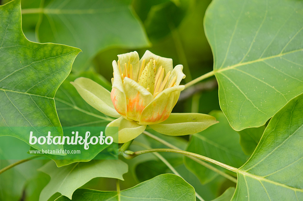 521213 - American tulip tree (Liriodendron tulipifera)