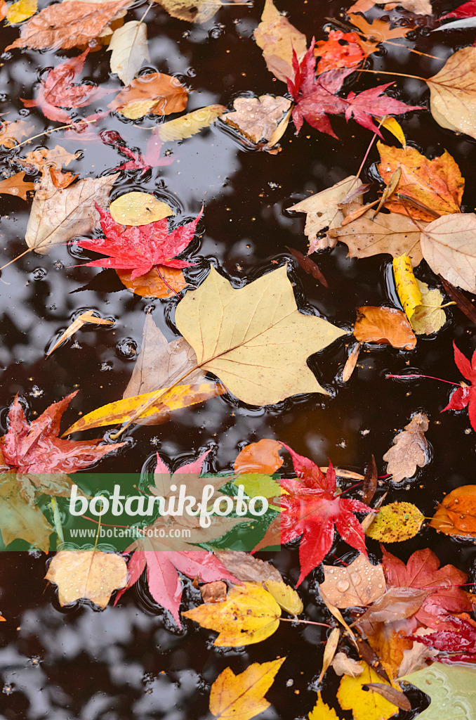 525305 - American tulip tree (Liriodendron tulipifera) and Japanese maple (Acer palmatum) 525305 - American tulip tree (Liriodendron tulipifera) and Japanese maple (Acer palmatum)