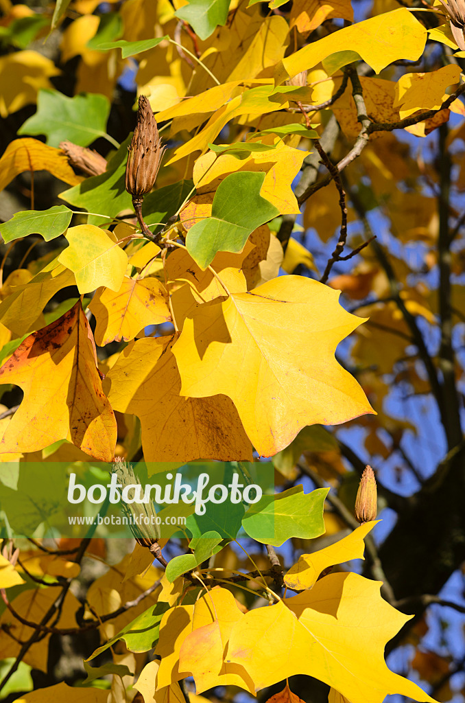 525436 - American tulip tree (Liriodendron tulipifera)