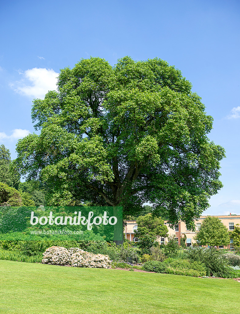 616265 - American tulip tree (Liriodendron tulipifera)