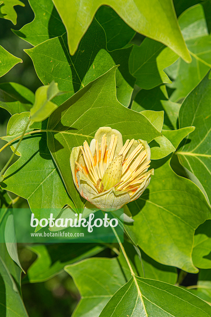 616266 - American tulip tree (Liriodendron tulipifera)