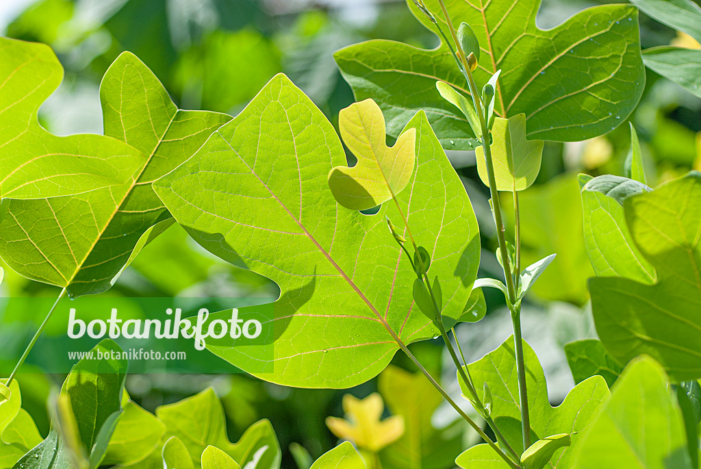 635065 - American tulip tree (Liriodendron tulipifera)