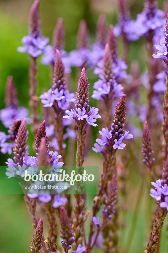 474186 - American vervain (Verbena hastata)