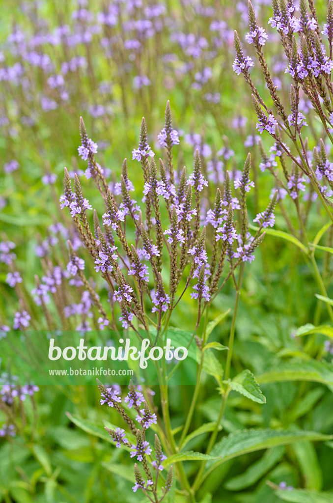 498191 - American vervain (Verbena hastata)