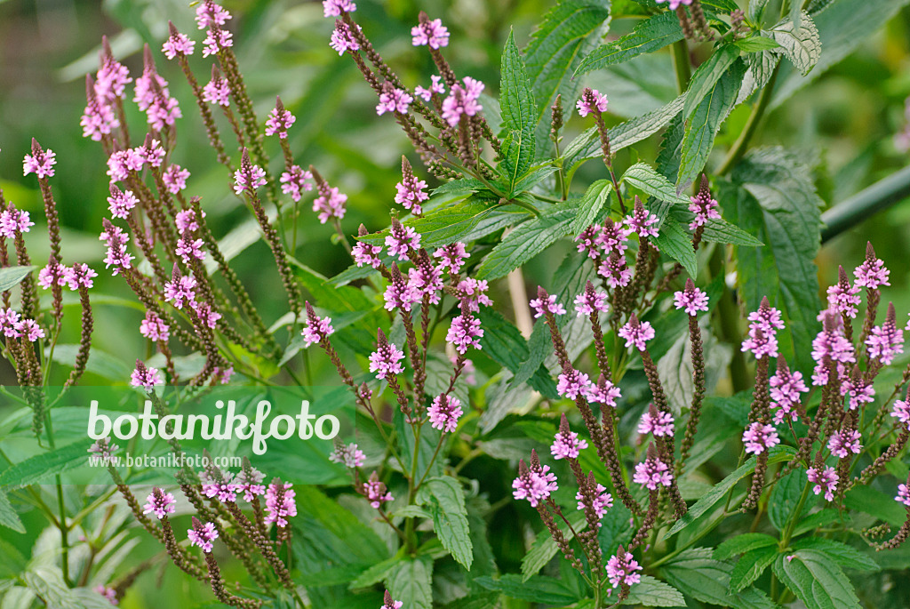 518013 - American vervain (Verbena hastata)