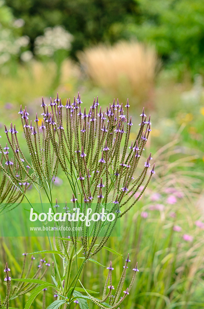 535112 - American vervain (Verbena hastata)