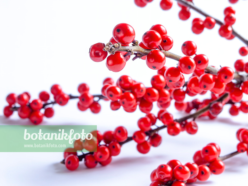 432151 - American winterberry (Ilex verticilata)