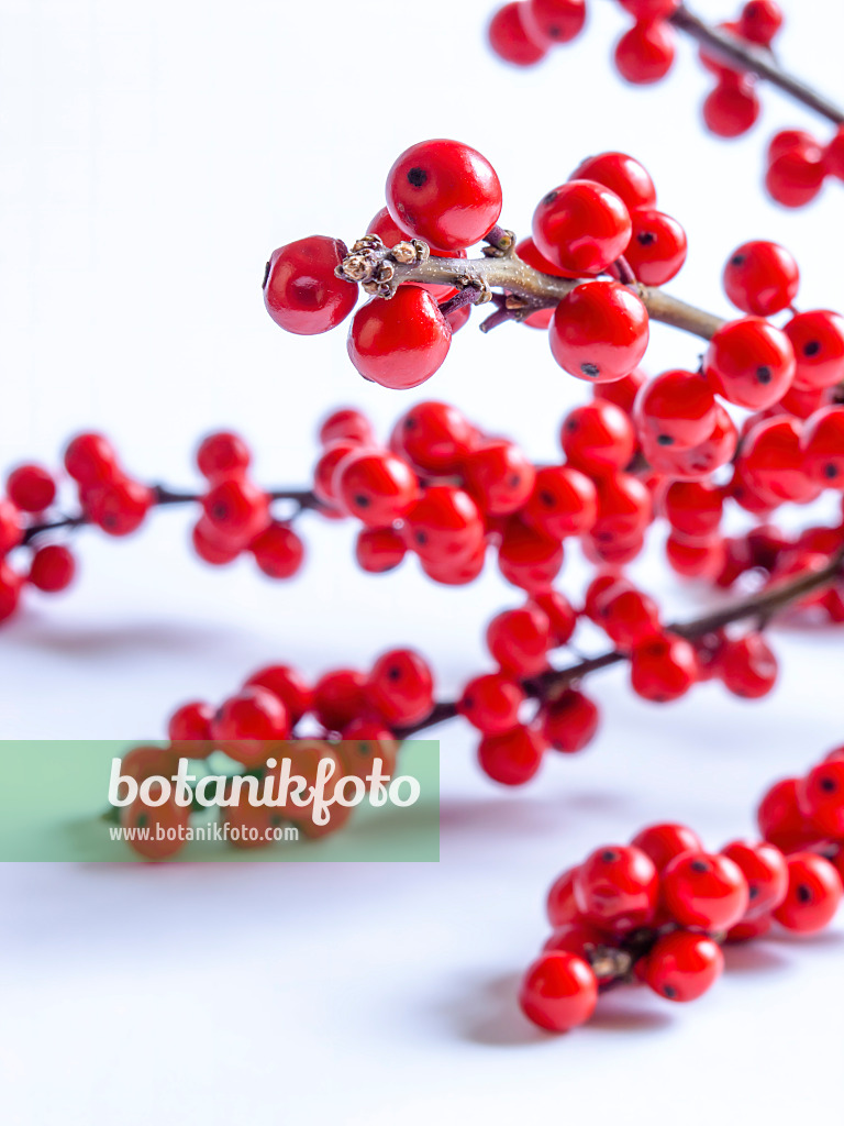 432152 - American winterberry (Ilex verticilata)