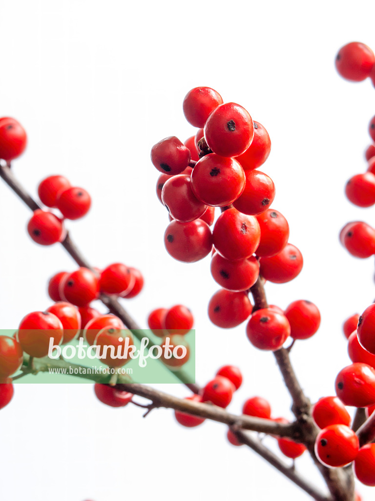 433048 - American winterberry (Ilex verticilata)