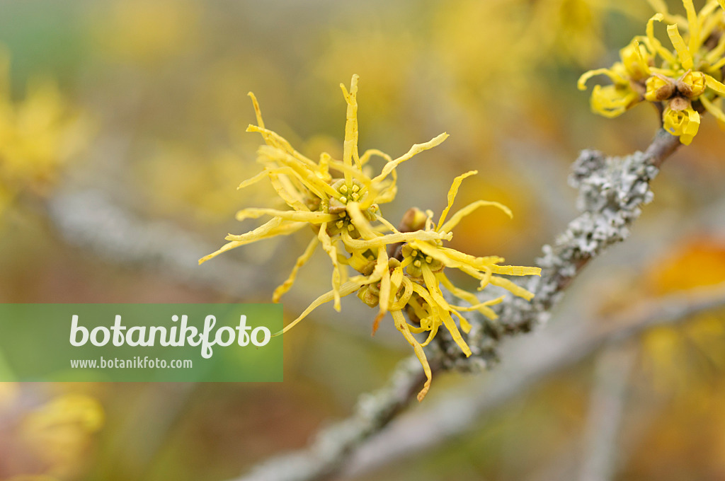 489025 - American witch hazel (Hamamelis virginiana)