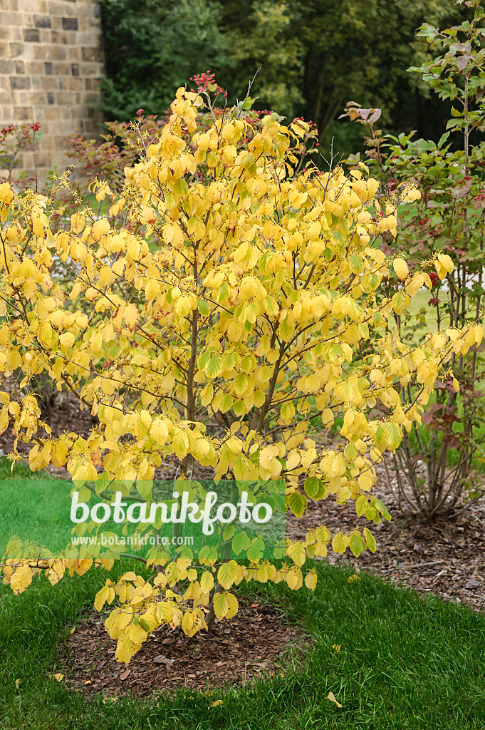 535276 - American witch hazel (Hamamelis virginiana)