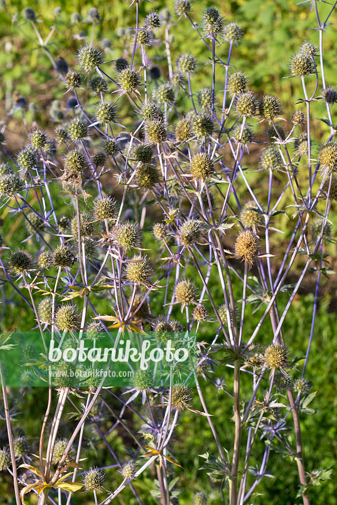 573023 - Amethyst eryngo (Eryngium amethystinum)