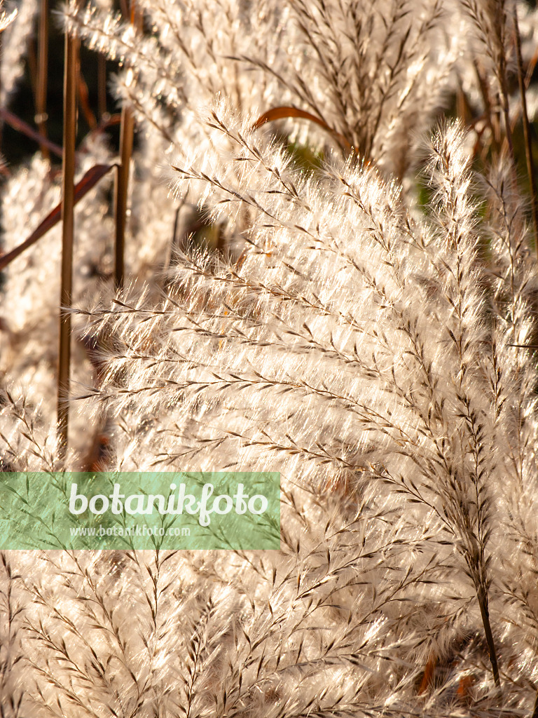 431031 - Amur silver grass (Miscanthus sacchariflorus)