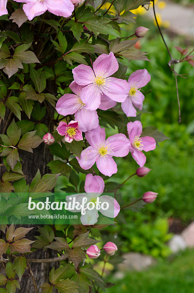 484156 - Anemone clematis (Clematis montana 'Tetrarose')