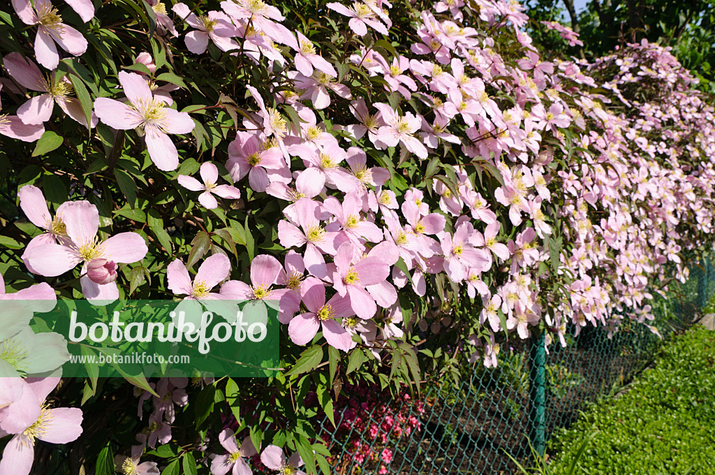 484181 - Anemone clematis (Clematis montana 'Tetrarose')