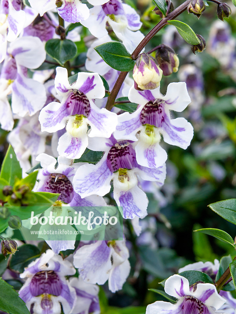 462120 - Angelonia angustifolia 'Angelmist Lavender Stripe'