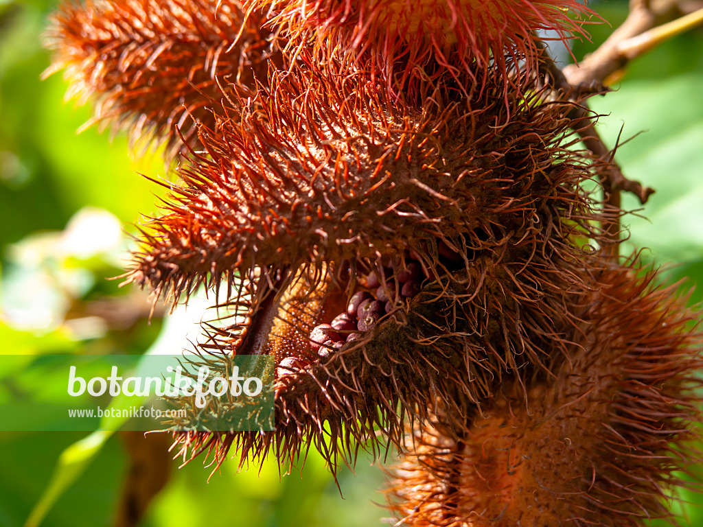 434081 - Annatto (Bixa orellana)