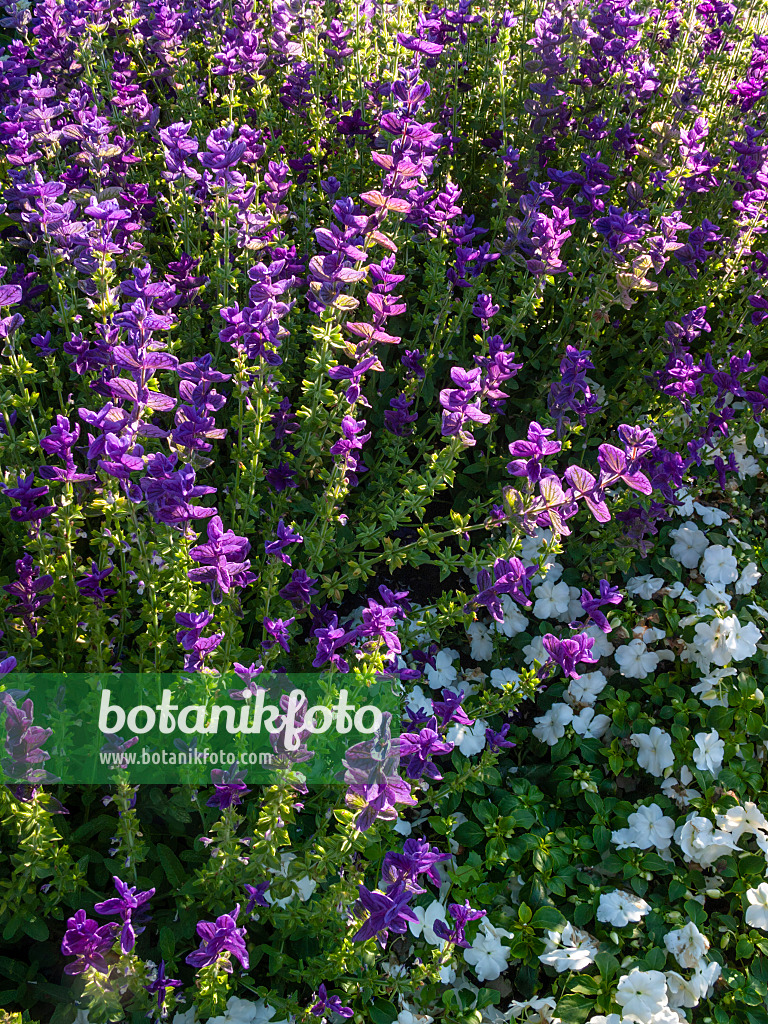 403022 - Annual sage (Salvia viridis 'Oxford Blue' syn. Salvia horminum 'Oxford Blue')