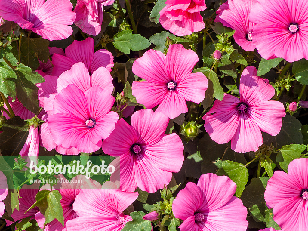 439275 - Annual tree mallow (Lavatera trimestris 'Twin Hot Pink')