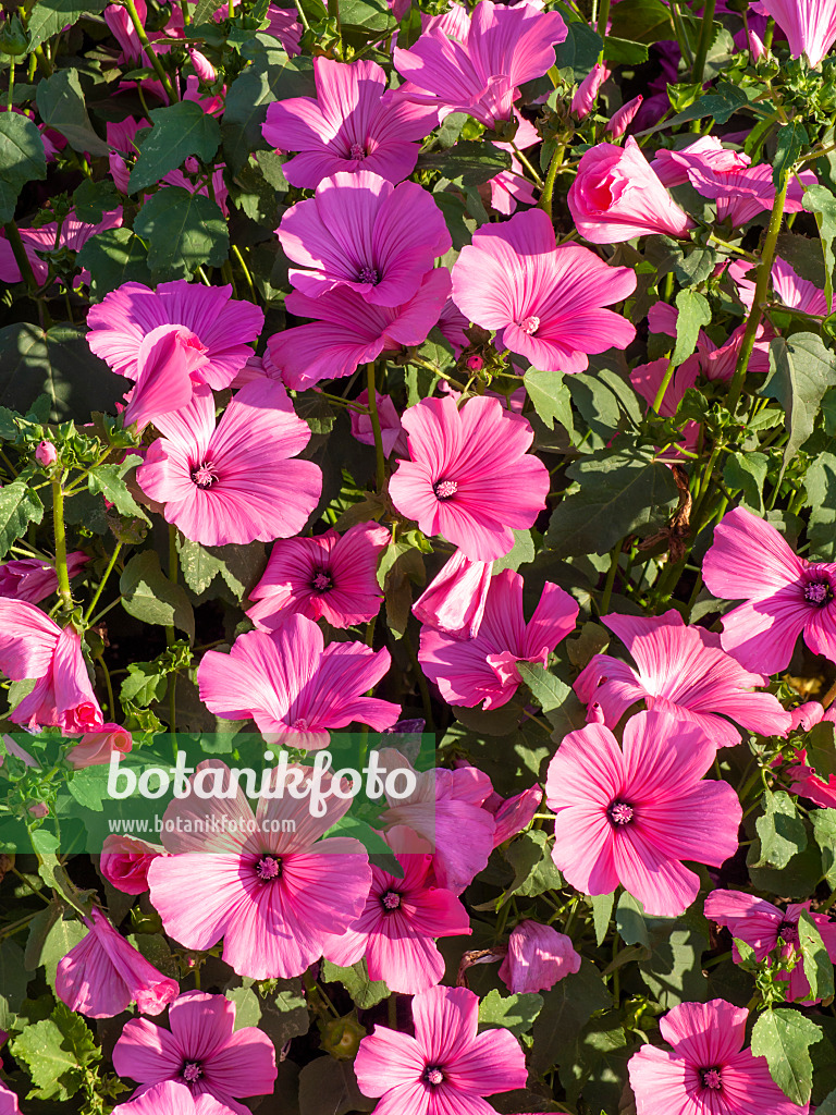 439297 - Annual tree mallow (Lavatera trimestris 'Twin Hot Pink')