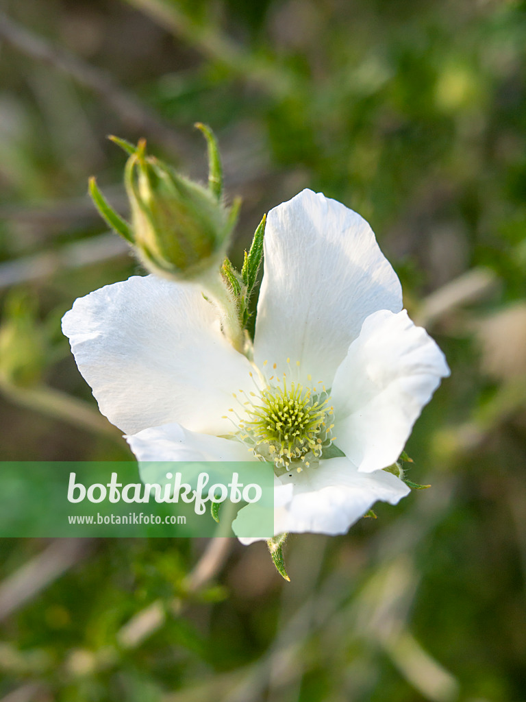 460163 - Apache plume (Fallugia paradoxa)