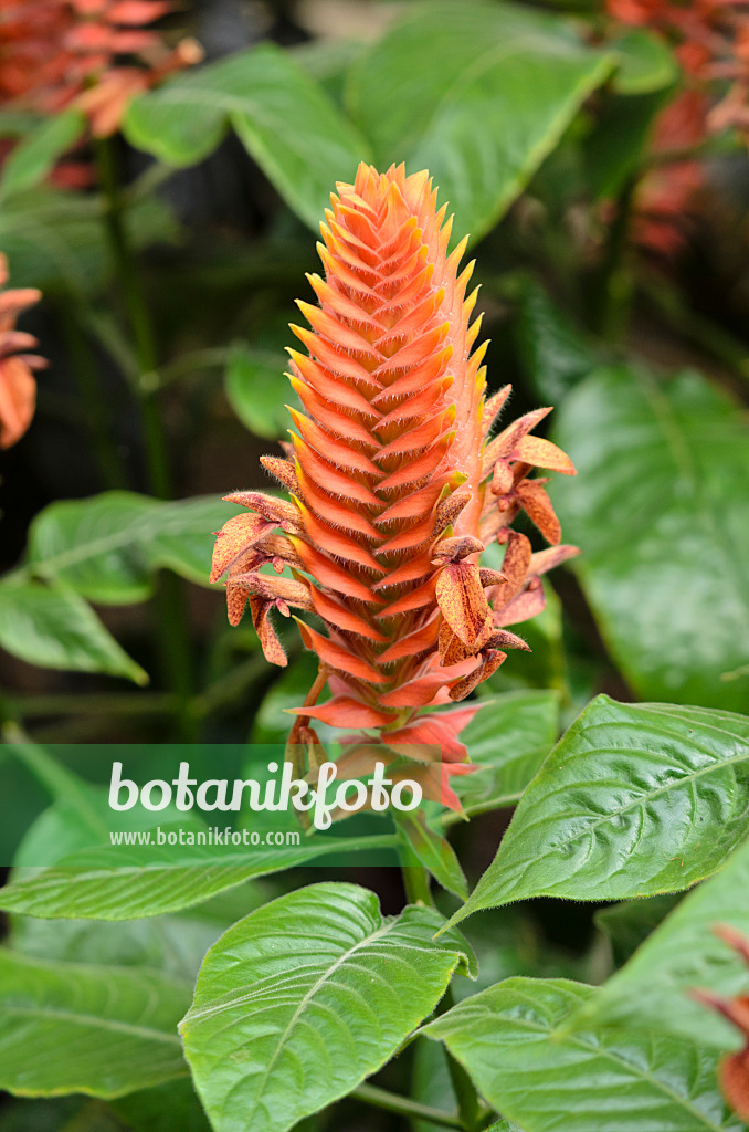 533332 - Aphelandra scabra 533332 - Aphelandra scabra