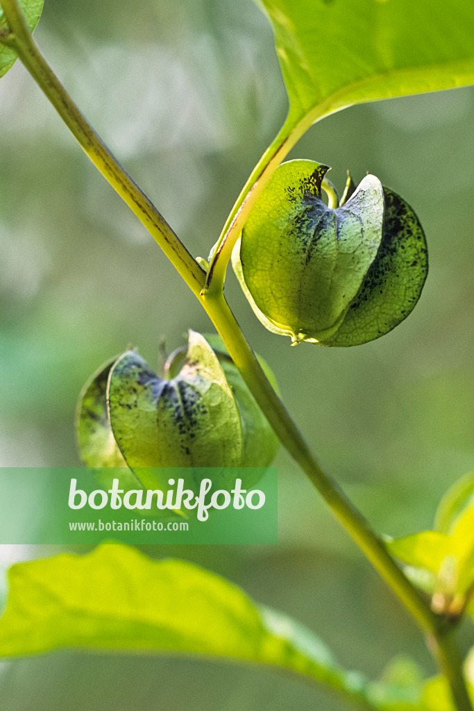 393075 - Apple of Peru (Nicandra physalodes)