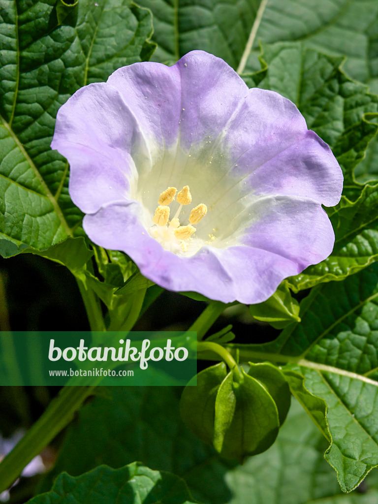 427139 - Apple of Peru (Nicandra physalodes)