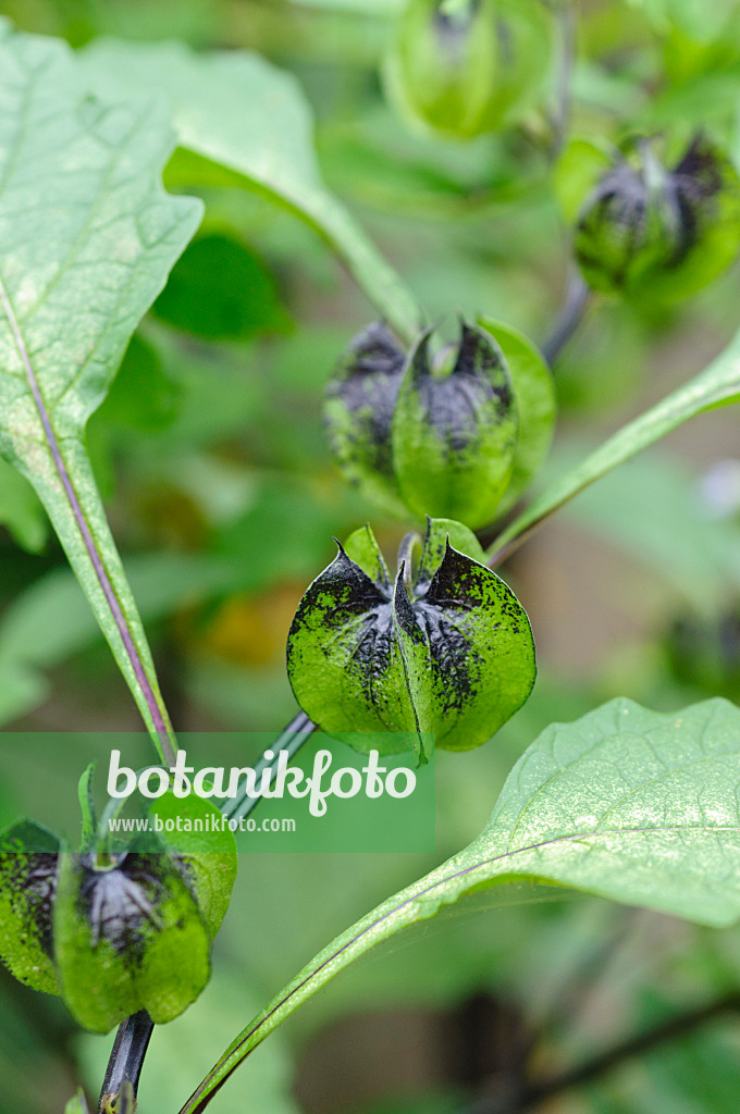 487182 - Apple of Peru (Nicandra physalodes)