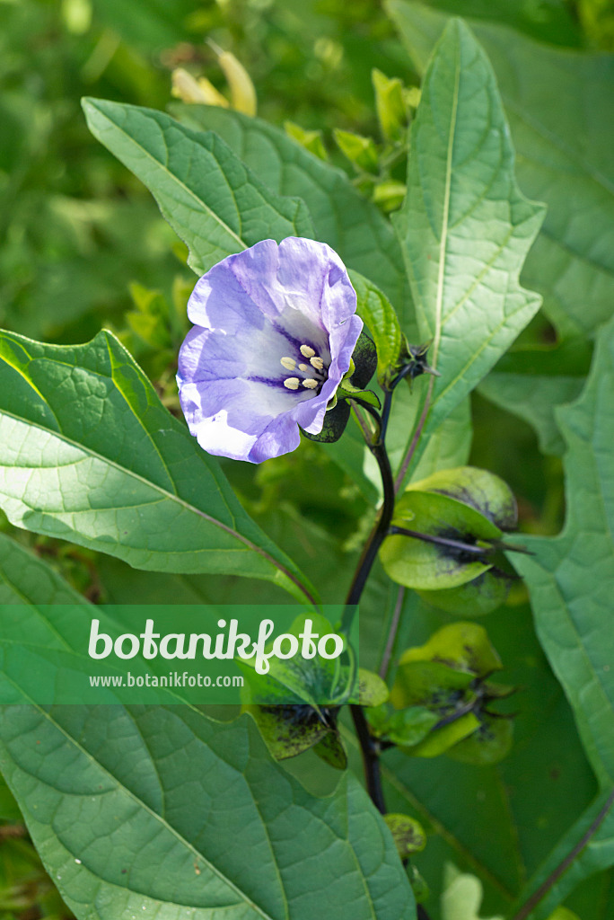 609022 - Apple of Peru (Nicandra physalodes)