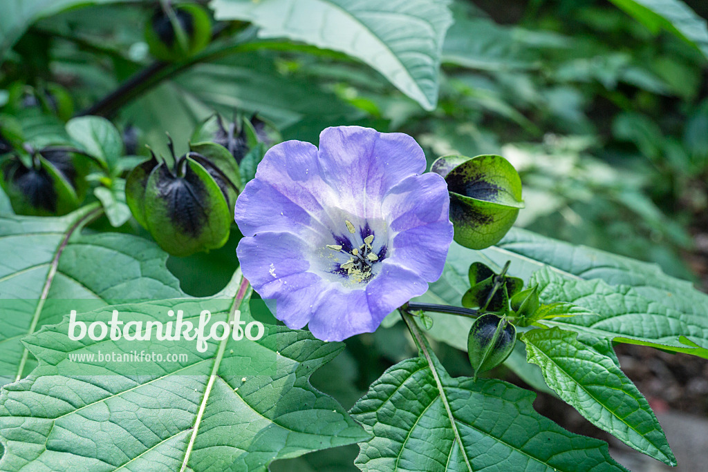 625016 - Apple of Peru (Nicandra physalodes)