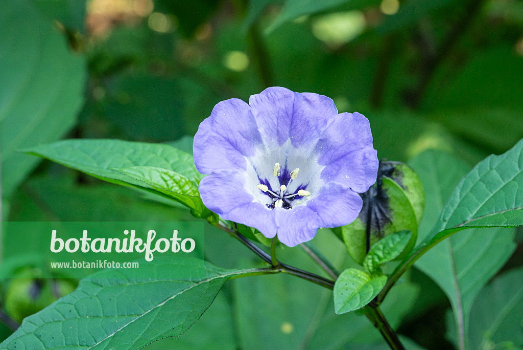 625017 - Apple of Peru (Nicandra physalodes)