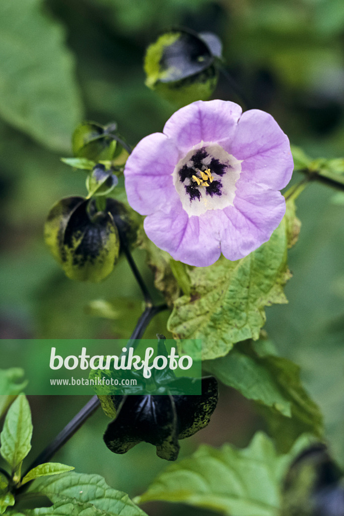 367063 - Apple of Peru (Nicandra physalodes var. violacea)