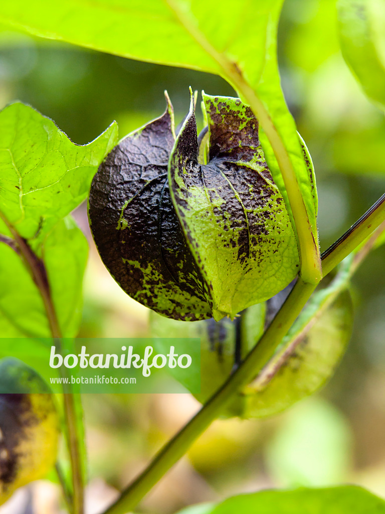 429129 - Apple of Peru (Nicandra physalodes var. violacea)