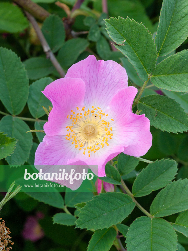 401262 - Apple rose (Rosa villosa)