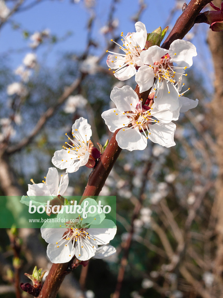 400094 - Apricot (Prunus armeniaca)