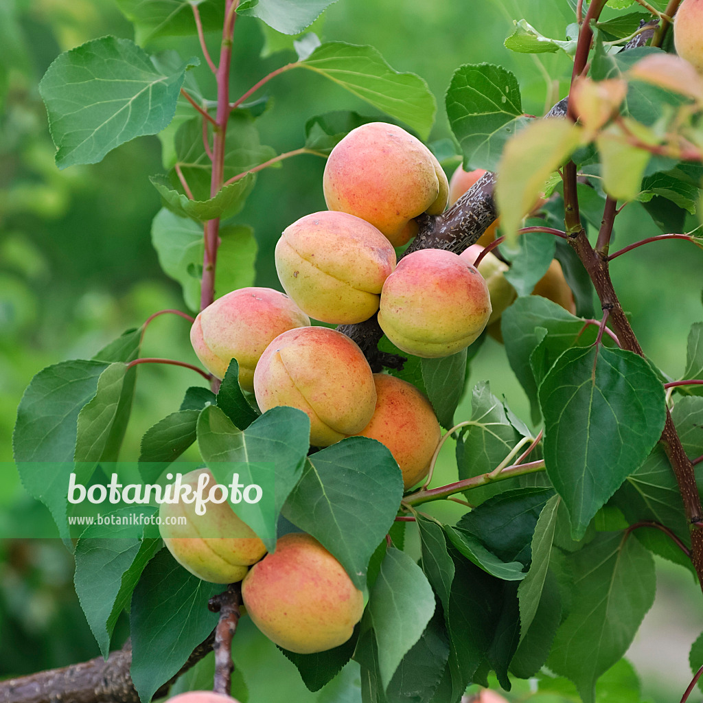 454045 - Apricot (Prunus armeniaca 'Bergeron')