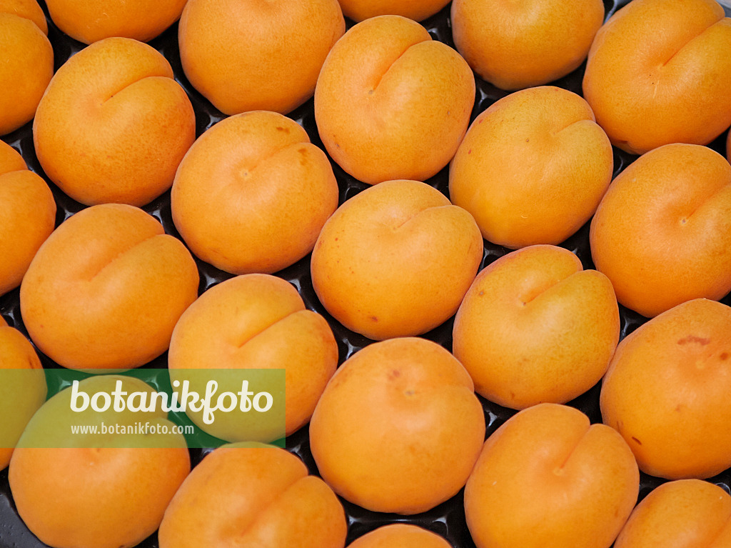 454048 - Apricot (Prunus armeniaca 'Hargrand')