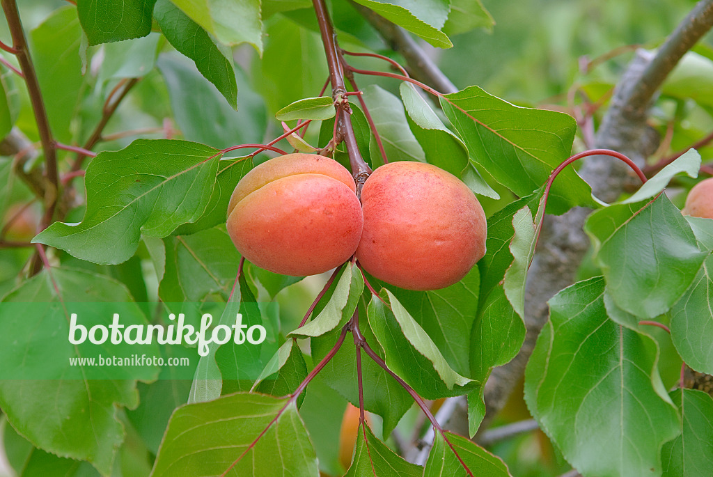 502330 - Apricot (Prunus armeniaca 'Orangered')