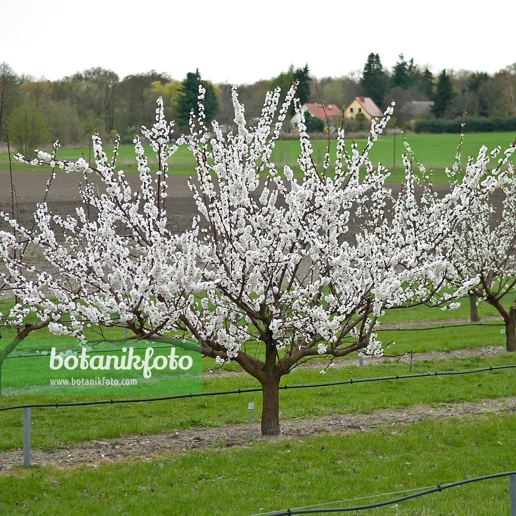 517343 - Apricot (Prunus armeniaca 'Orangered')