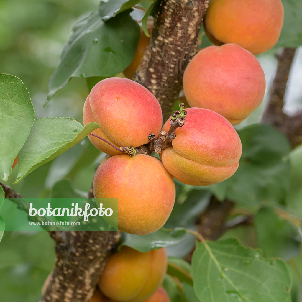 575218 - Apricot (Prunus armeniaca 'Tardicot')